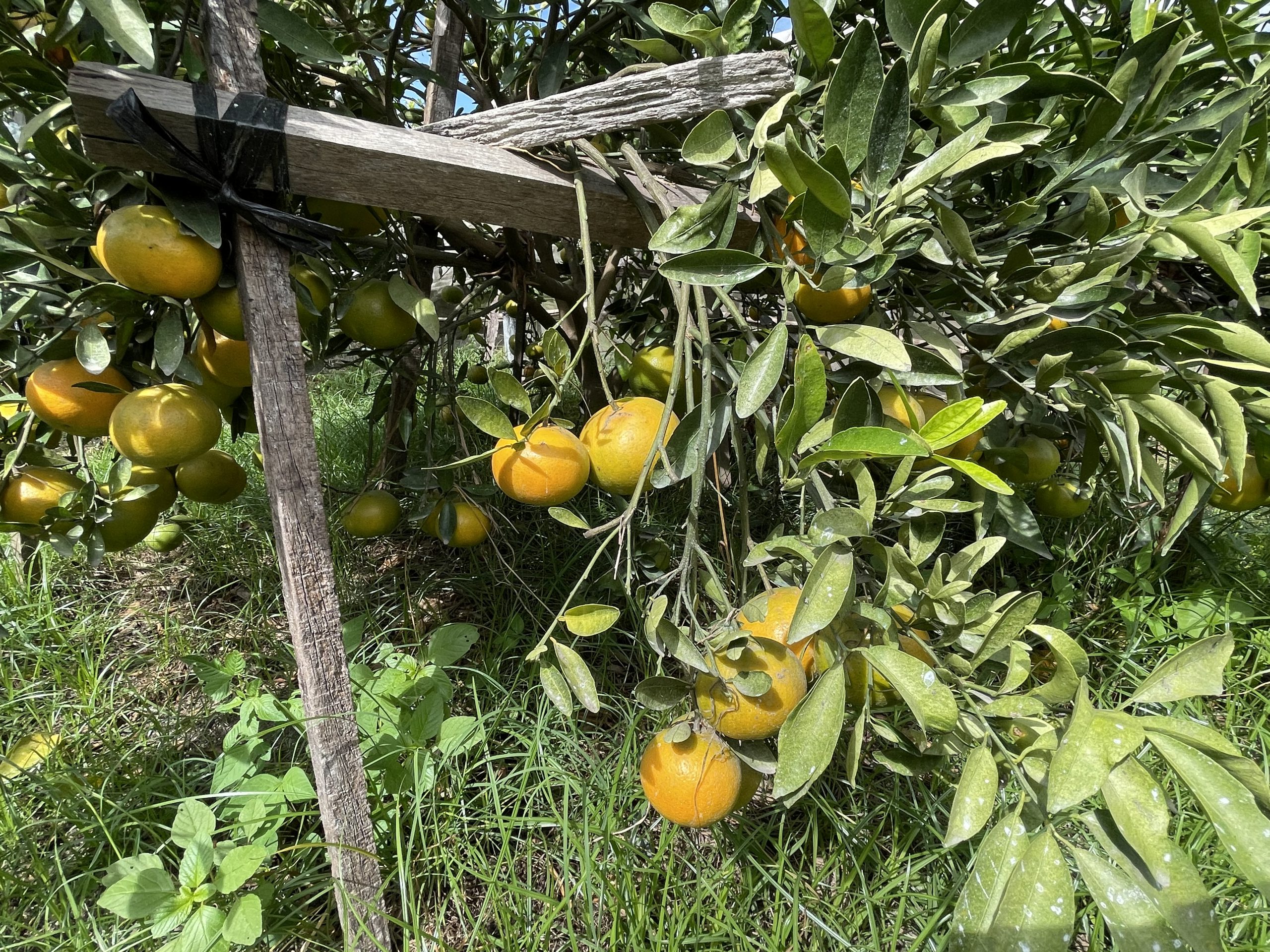 橙色農作 (22)