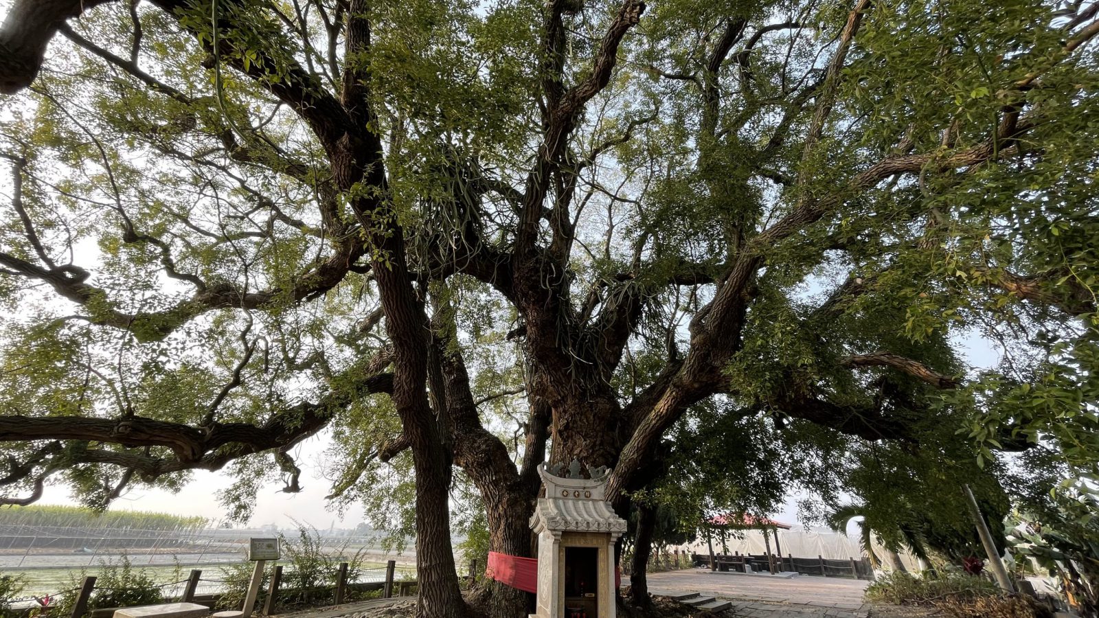 東興宮老樟樹(4)